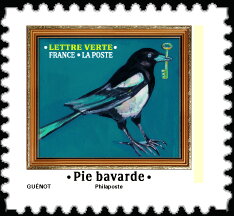 Common Magpie (Pica pica)