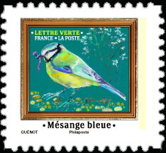 Eurasian Blue Tit (Cyanistes caeruleus)
