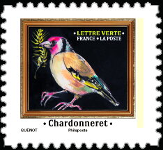 Goldfinch (Carduelis carduelis)