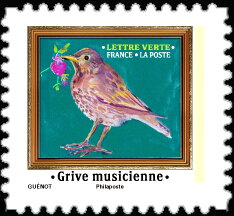 Song Thrush (Turdus philomelos)