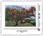 Flamboyant Tree (Delonix regia), Le Marin