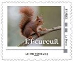 Red Squirrel (Sciurus vulgaris) 1