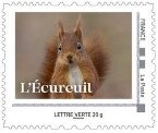 Red Squirrel (Sciurus vulgaris) 3