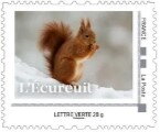 Red Squirrel (Sciurus vulgaris) 4