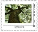 Zamana Tree (Albizia saman), Precheur