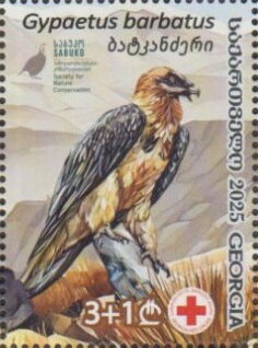 Bearded Vulture (Gypaetus barbatus)