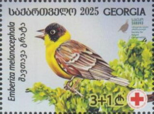 Black-Headed Bunting (Emberiza melanocephala)