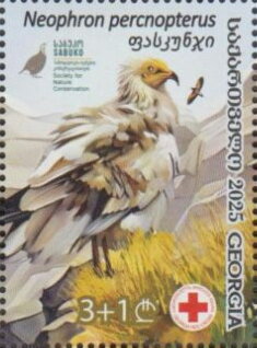 Egyptian Vulture (Neophron percnopterus)