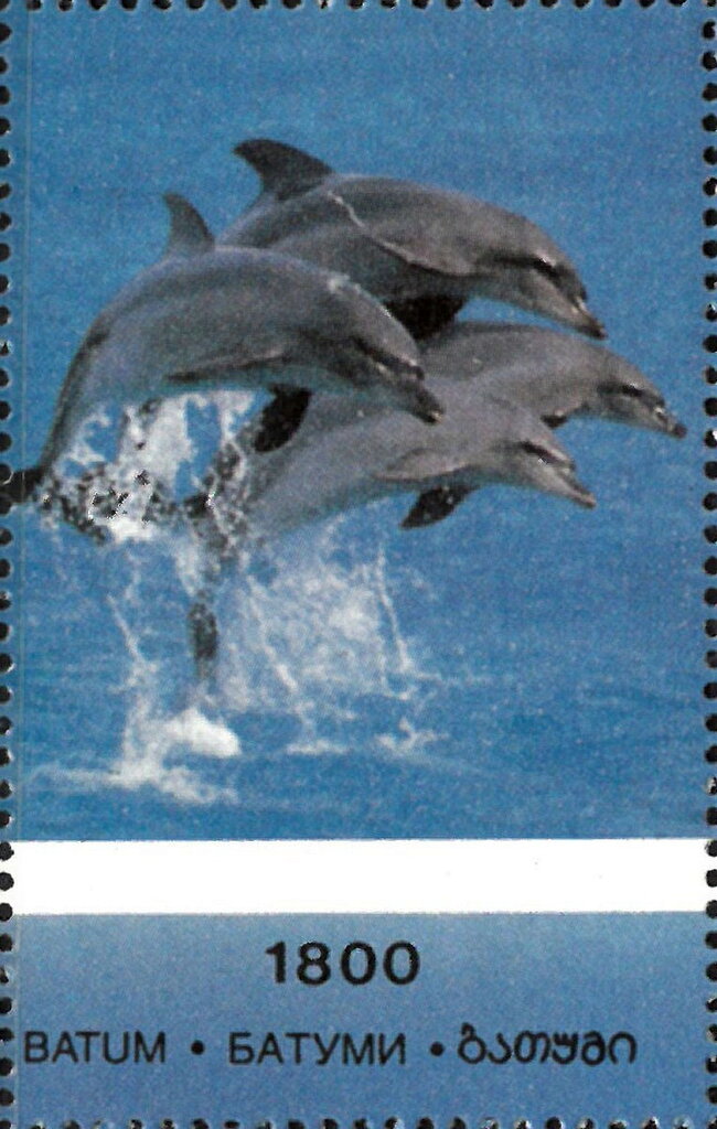 Dolphins and Whales