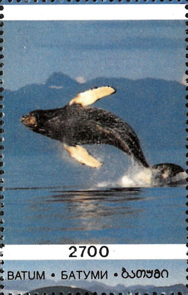 Dolphins and Whales