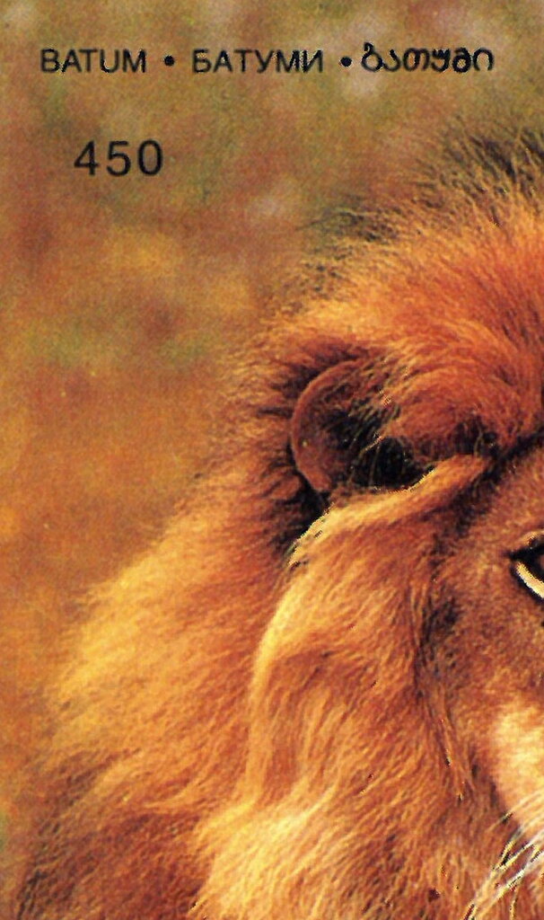 Lion