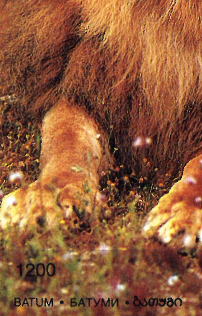 Lion