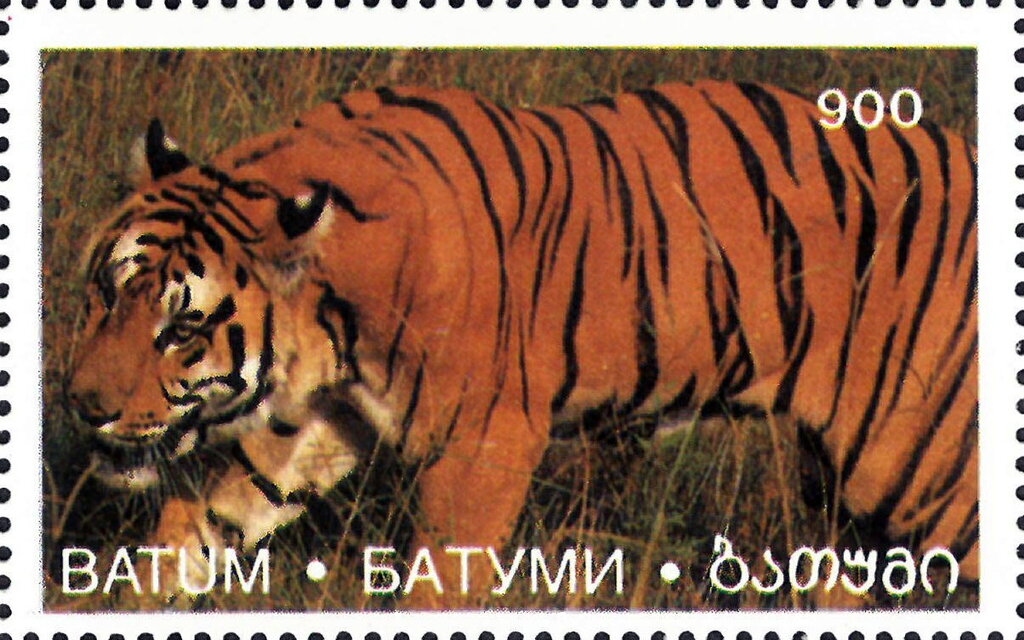Tiger