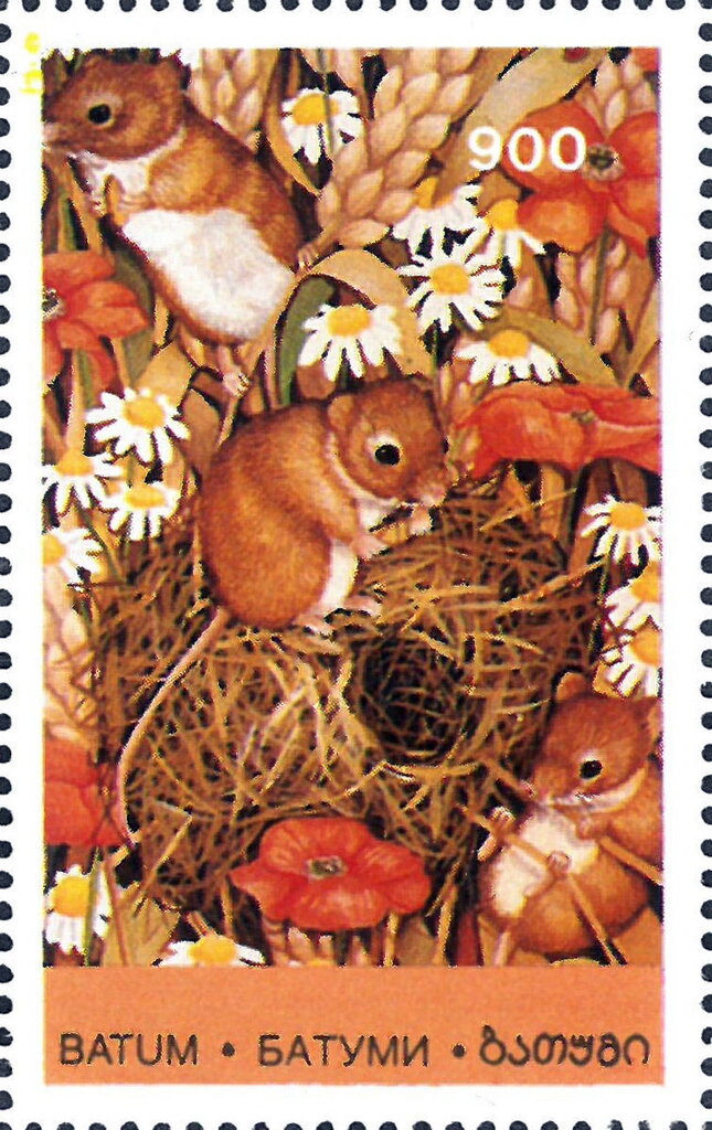 Young Animals