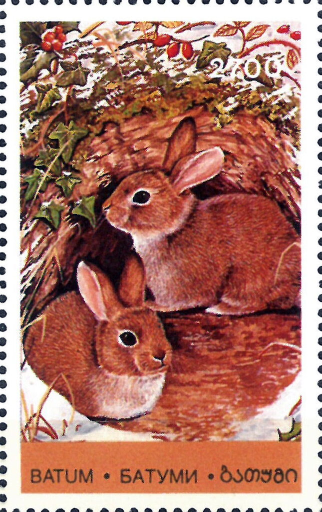 Young Animals