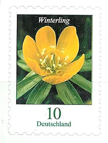 Winter Aconite (Eranthis hyemalis)