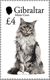 Maine Coon