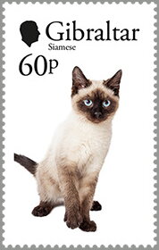 Siamese