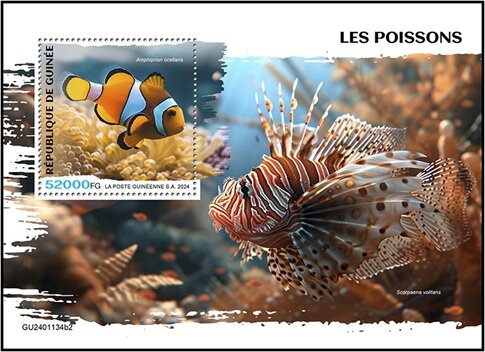 Amphiprion ocellaris