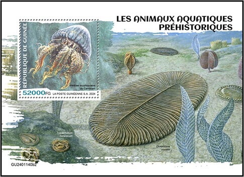 Cambrian scyphozoan jellyfish
