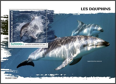 Delphinus truncatus