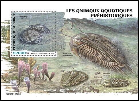 Trilobites , Orygmaspis contracta