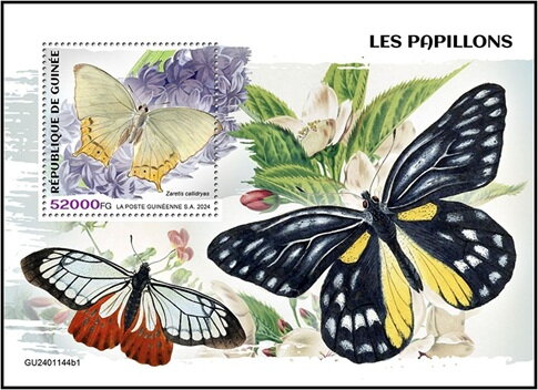 Zaretis callidryas