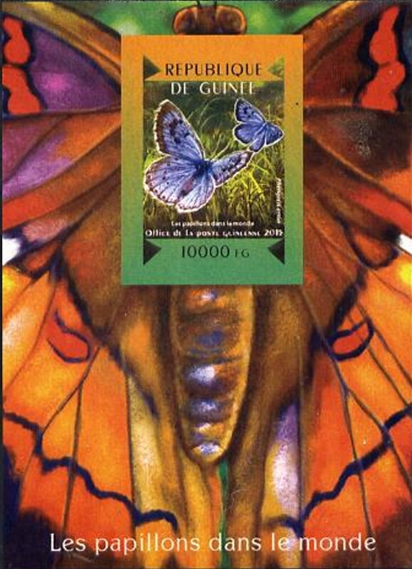Butterflies of the World - Phengaris arion