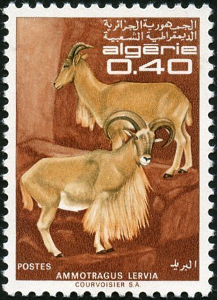 Barbary Sheep (Ammotragus lervia)
