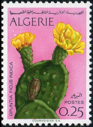Fleur of Prickly peartree