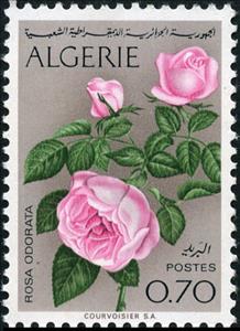 Stamp, Rose (Rosa odorata), Algeria,  , Flowers, Roses, Plants (Flora)