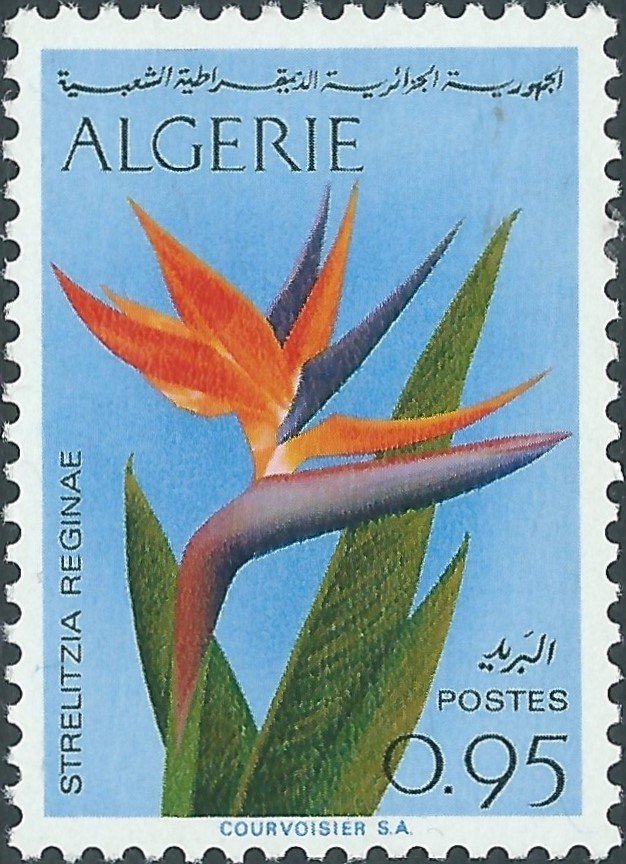 Bird of paradise (Strelitzia reginae)