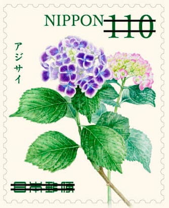 Hydrangea