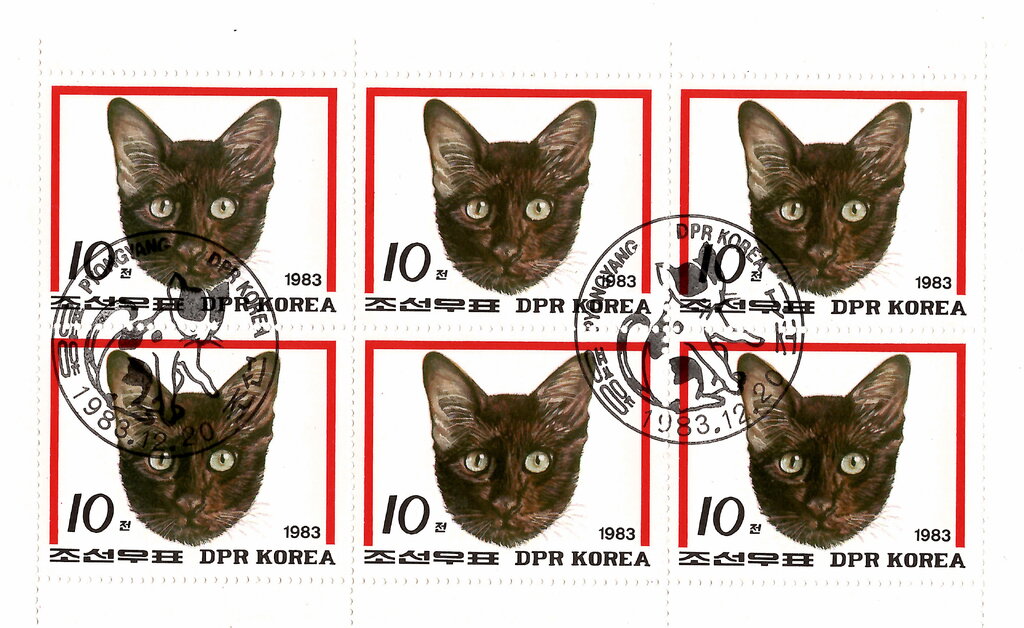 Domestic Cat (Felis silvestris catus)