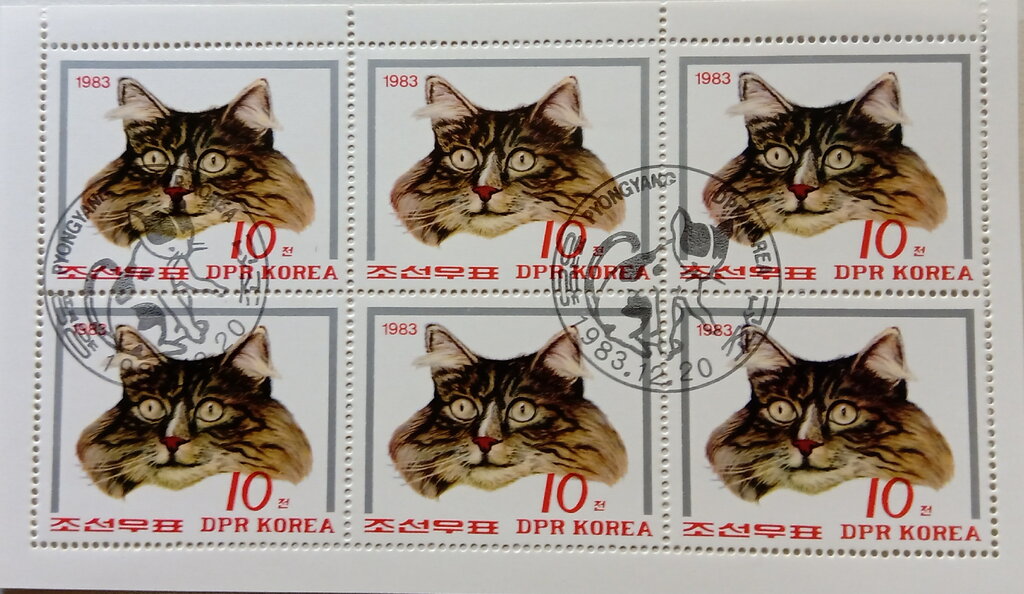 Domestic Cat (Felis silvestris catus)