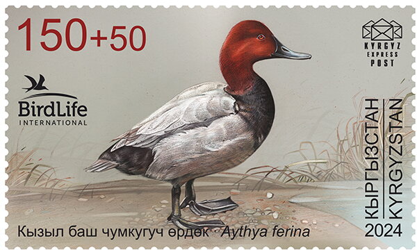 Common Pochard (Aythya ferina)