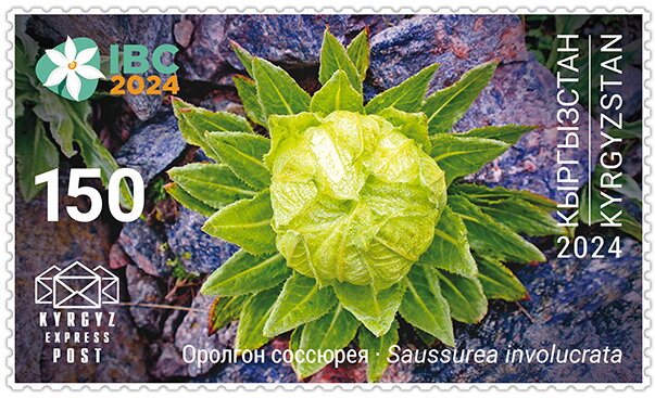 Wrapped Alpine Saw-wort (Saussurea involucrata)