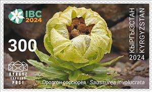 Stamp, Wrapped Alpine Saw-wort (Saussurea involucrata), Kyrgyzstan- Kyrgyz Express Post,  , Flowers