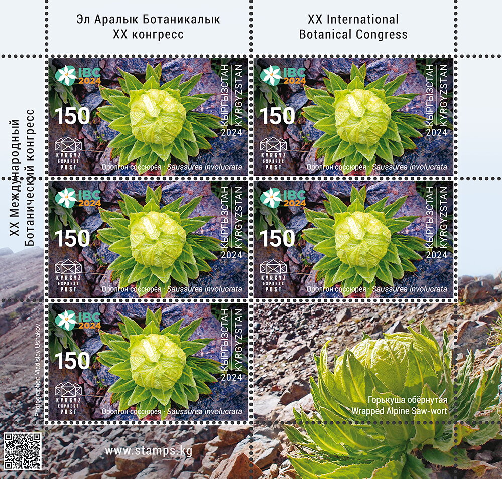 Wrapped Alpine Saw-wort (Saussurea involucrata)