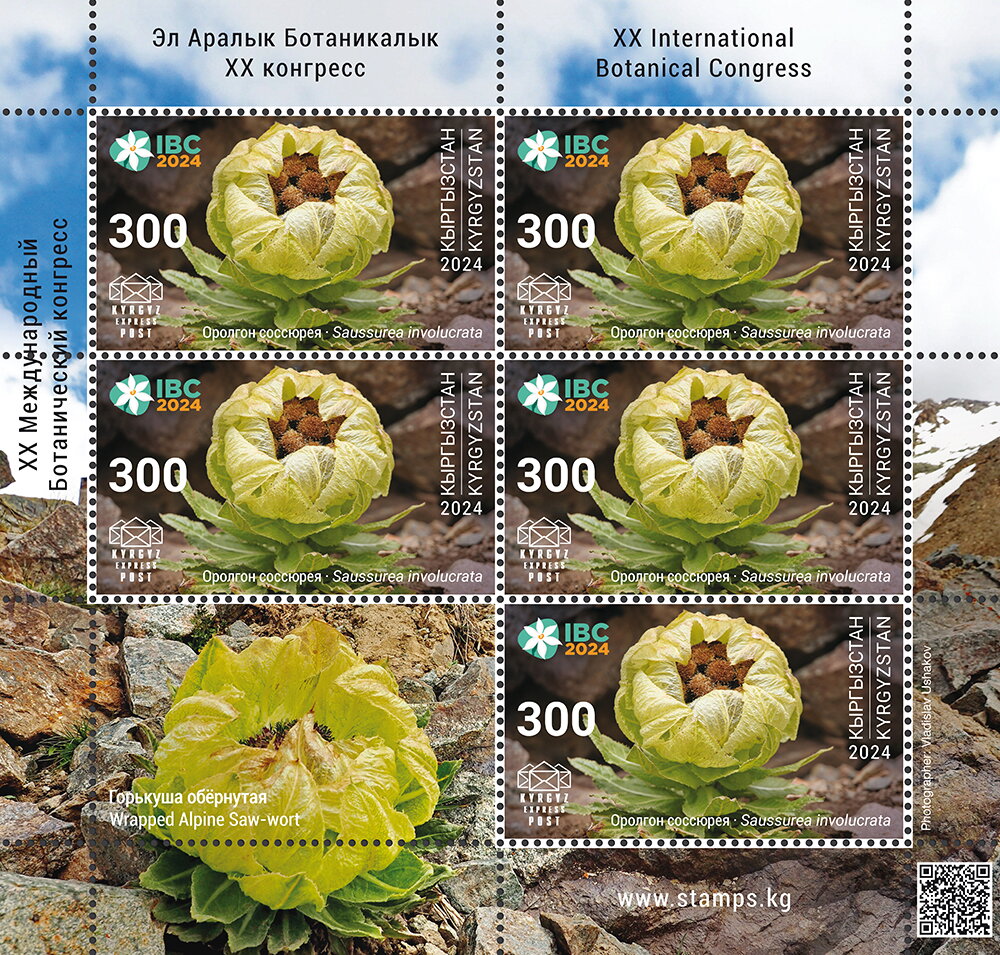 Wrapped Alpine Saw-wort (Saussurea involucrata)
