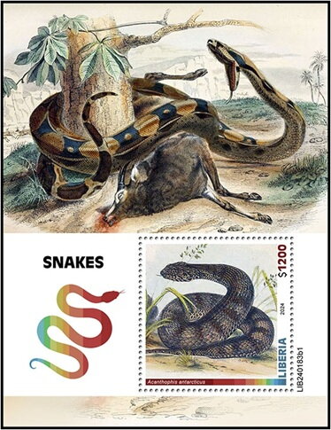 Acanthophis antarcticus