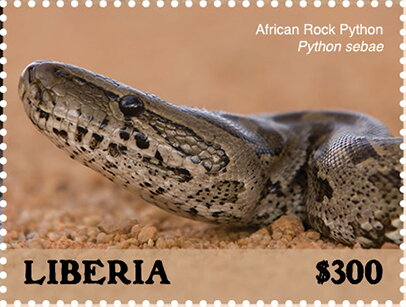 African Rock Python (Python sebae)