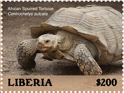 African Spurred Tortoise (Centrochelys sulcata)