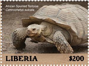 Stamp, African Spurred Tortoise (Centrochelys sulcata), Liberia,  , Animals (Fauna), Reptiles, Turtles
