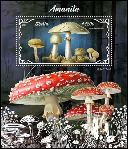 Amanita phalloides