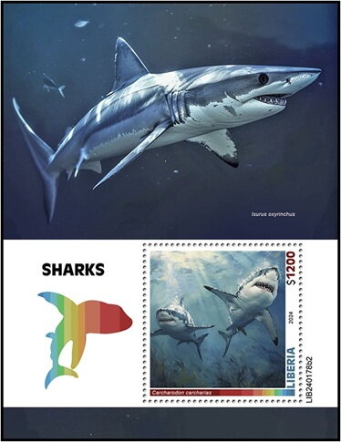 Carcharodon carcharias
