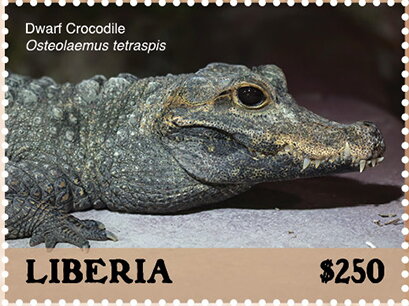 Dwarf Crocodile (Osteolaemus tetraspis)
