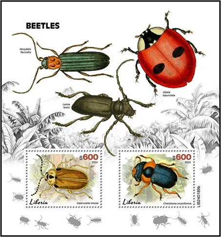 Galerucella lineola and Cheilotoma musciformis