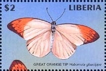 Great Orange Tip (Hebomoia glaucippe)