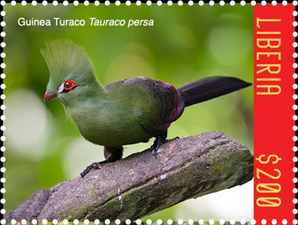 Guinea Toraco (Tauraco persa)